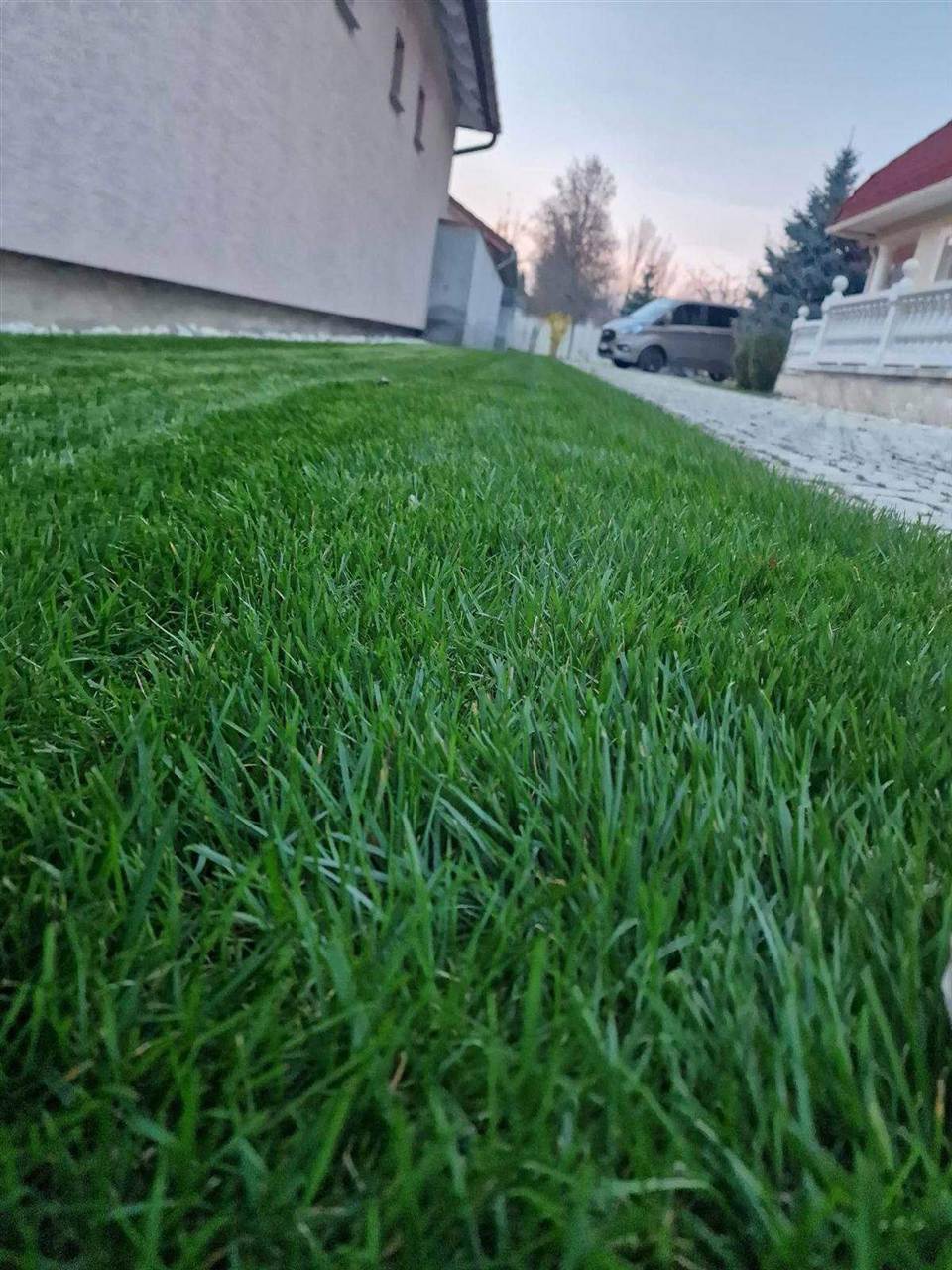 Sűrű, egyenletes gyep közelről egy beálló mentén